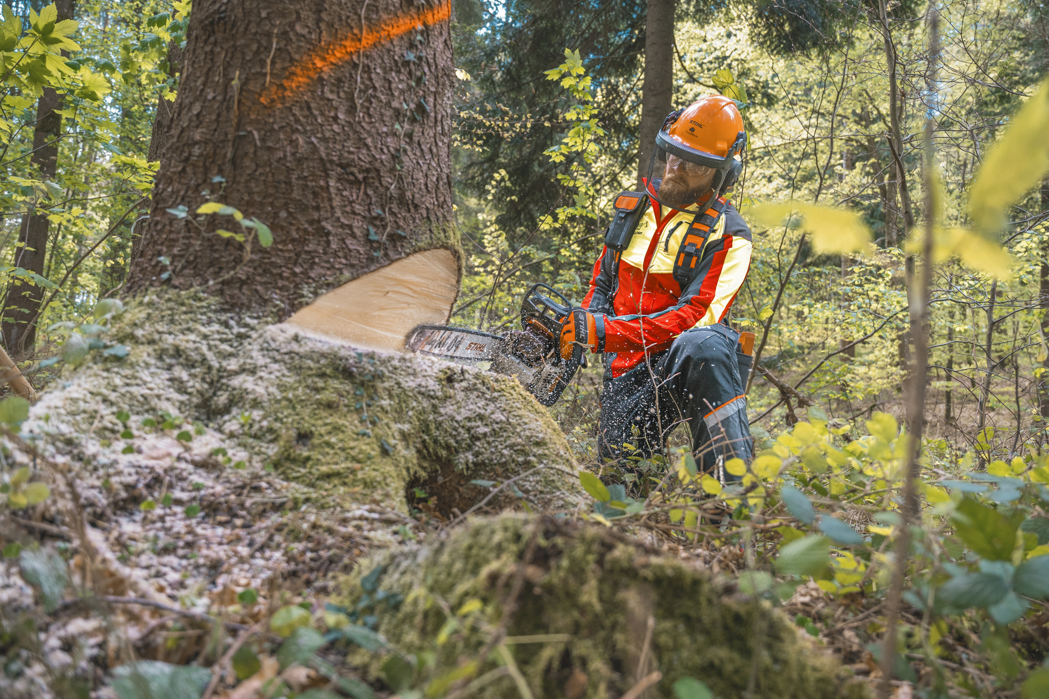 Markus Küchler kácí strom benzinovou řetězovou pilou STIHL MS 400 C-M