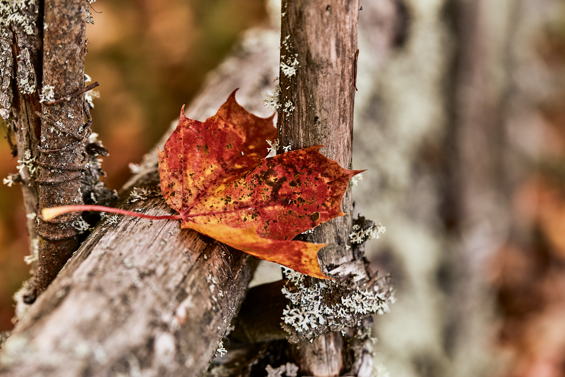 Leaves on wood