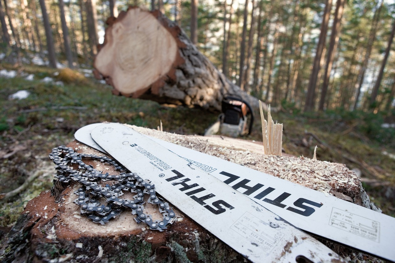 STIHL saw chains and guide bars on a tree stump in the forest, in the background a freshly cut tree 